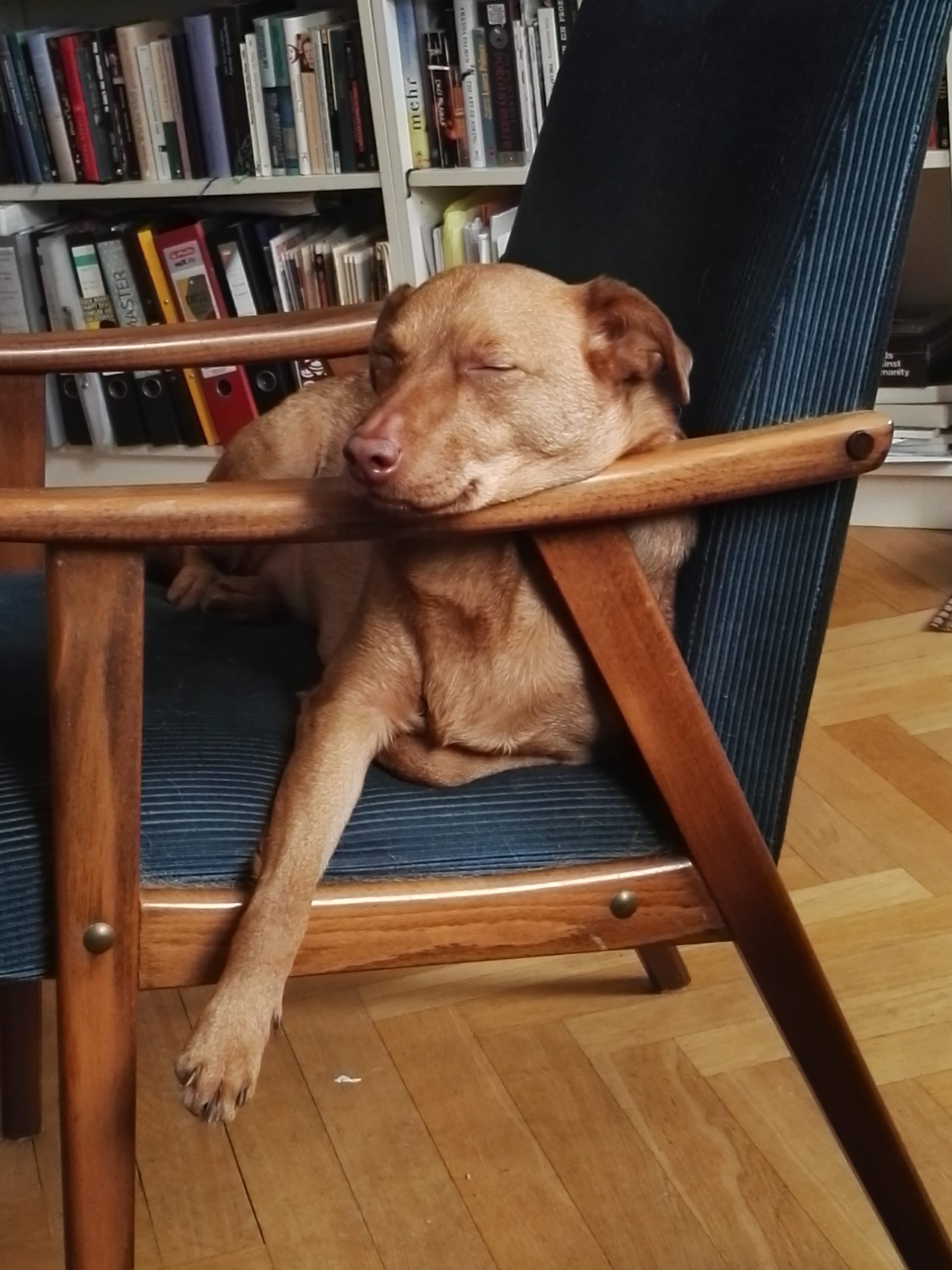 Schlafender Hund auf blauem Sessel